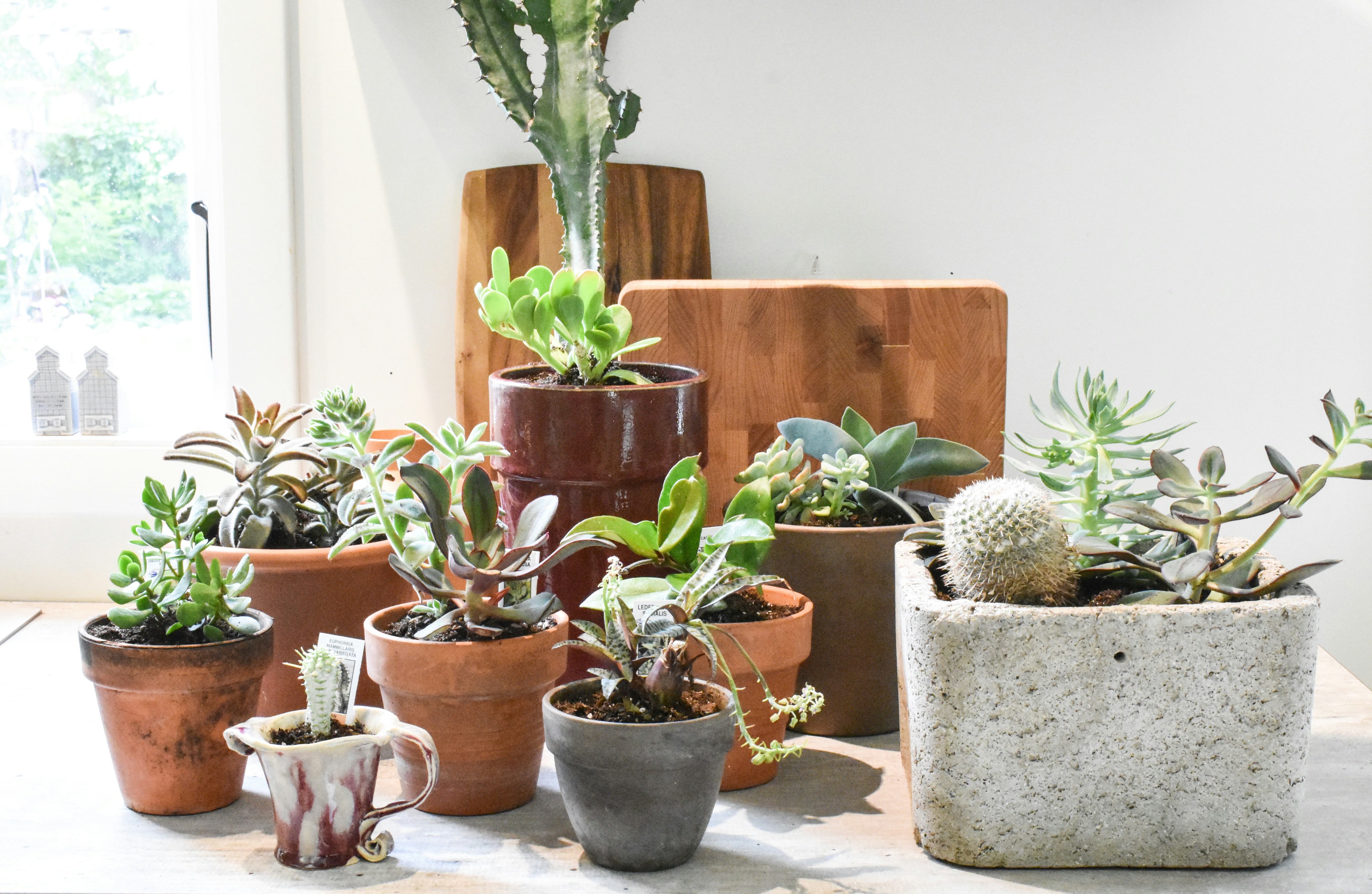 たくさんの植物の画像