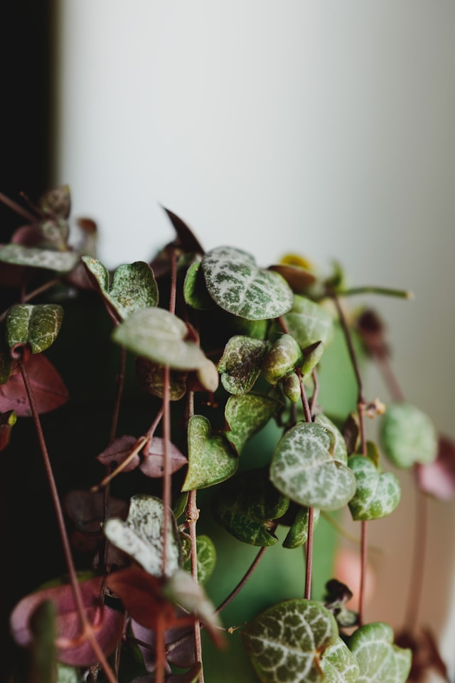 植物の拡大画像画像