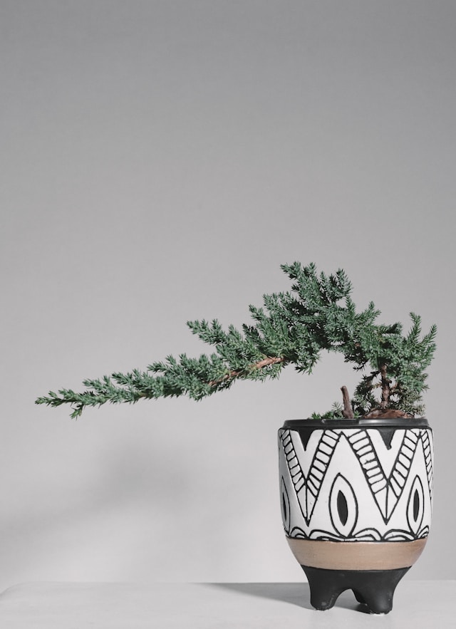 植物３の画像
