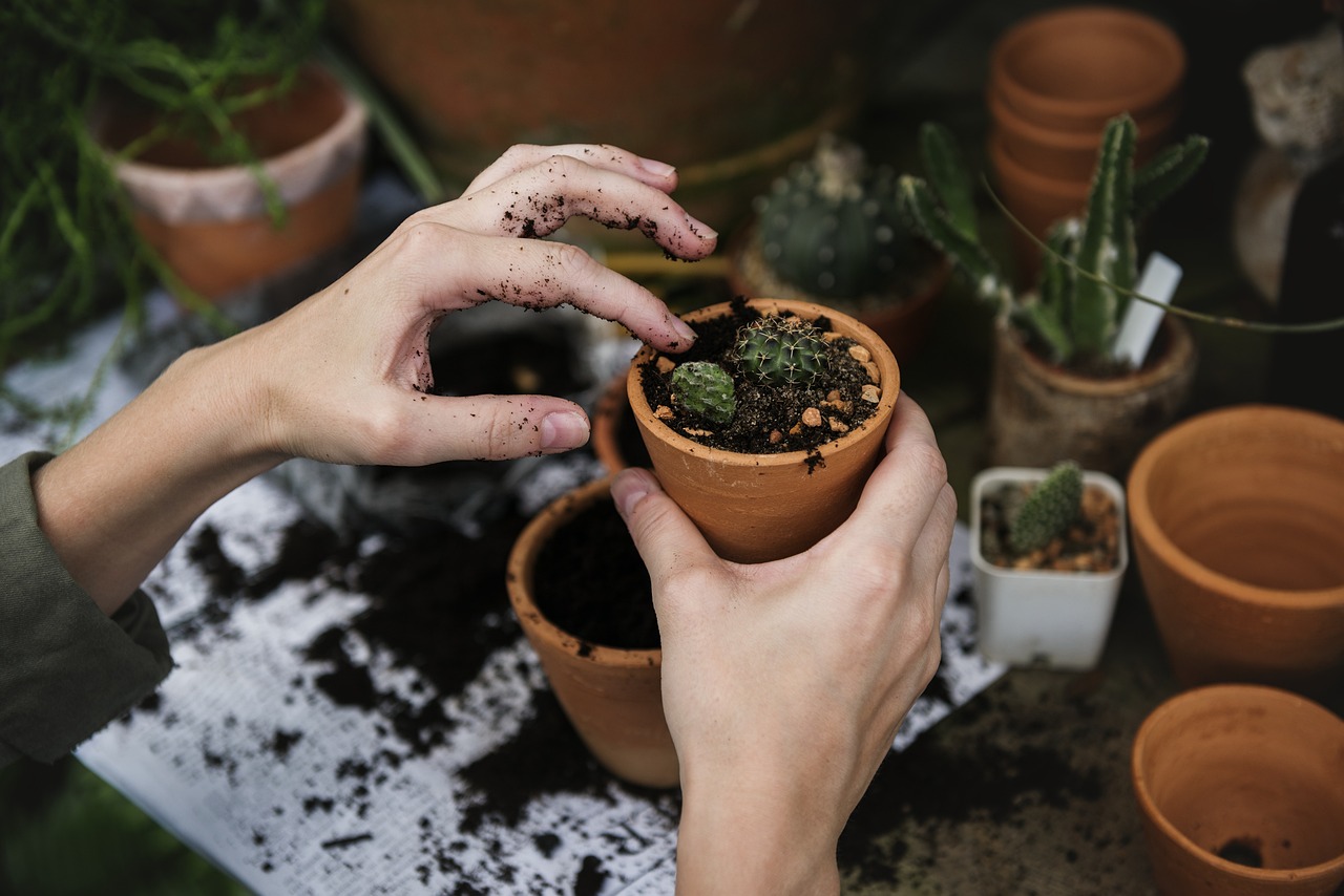 植え替えのイメージの画像