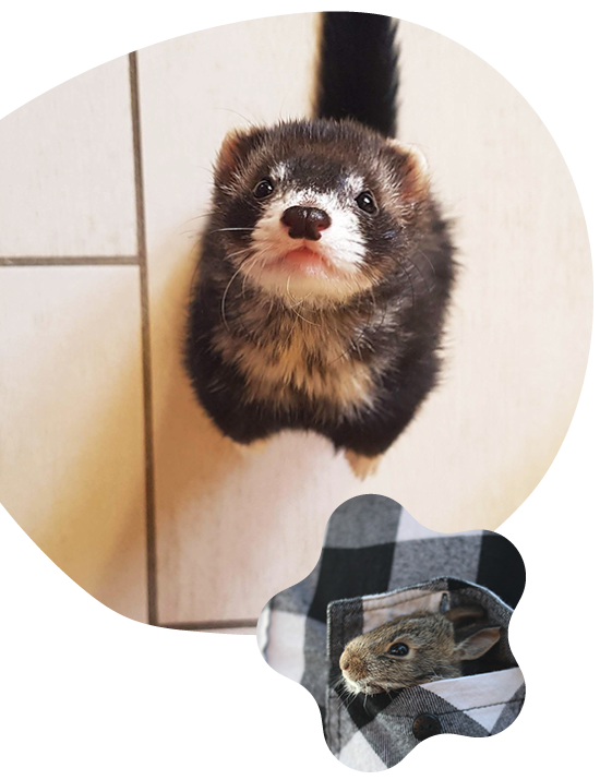 フェレット