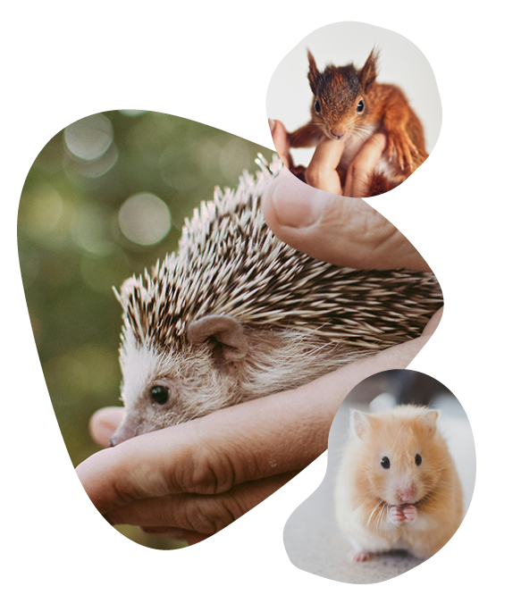 ハリネズミ