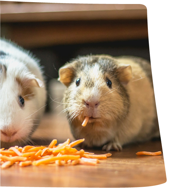 モルモットが草を食べているイメージ