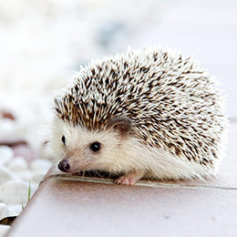ハリネズミ