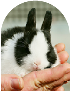うさぎの画像