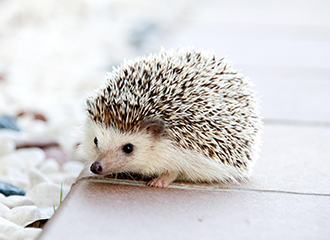 ハリネズミ