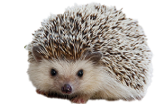ハリネズミ
